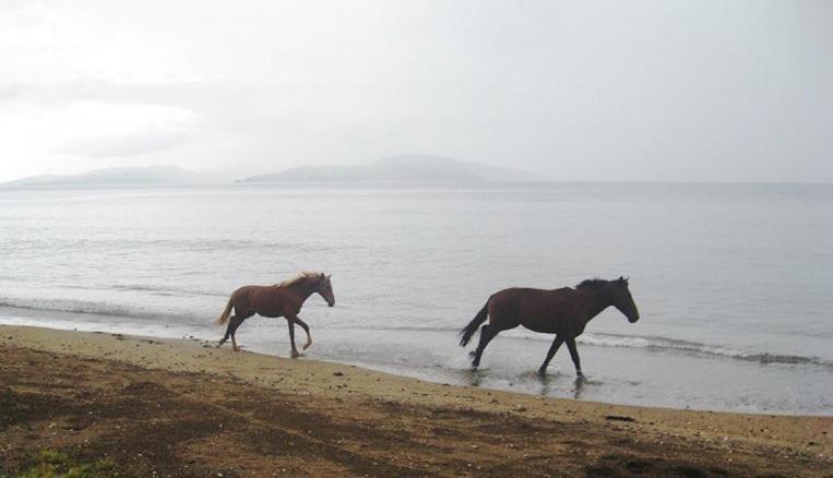 Aroha Taveuni Beachfront Bures Waiyevo Екстериор снимка